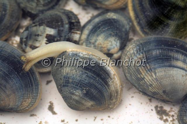 palourde japonaise.JPG - Palourde japonaiseRuditapes philippinarumJapanese carpet shellMollusque bivalve, VeneridaeFrance
